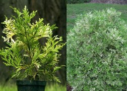 Thujopsis dolabrata variegata / Tarka levelű Japán hibatuja